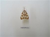 藏品(粉蝶燈蛾)的圖片